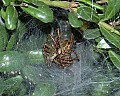 DSC_7074 spider and prey.jpg