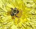 DSC_7097 bumblebee, mum and pollen.jpg