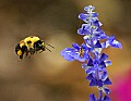 DSC_8337 bumblebee flying.jpg