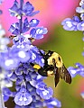 DSC_8352 bumblebee on flowers.jpg