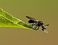 DSC_8760 wasp with prey.jpg