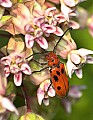 DSC_8857 red milkweed beetle.jpg