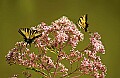 DSC_9088 tiger swallowtail on joe pye week.jpg