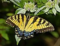 DSC_9099 tiger swallowtail.jpg