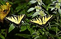 DSC_9100 swallowtail butterflies.jpg