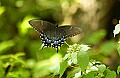 DSC_9142 swallowtail.jpg