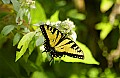 DSC_9146 swallowtail.jpg
