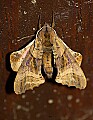 DSC_9152 moth.jpg
