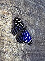 fauna0075 butterfly toned.jpg