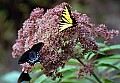 Swallowtails, Joe Pyeweed.jpg