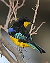 _MG_0119 Blue-winged Mountain Tanager.jpg