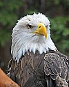 _MG_9587 bald eagle portrait.jpg