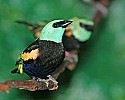 _MG_9738 blue-necked tanager.jpg