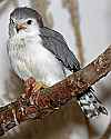 _MG_0011 african pygmy falcon.jpg