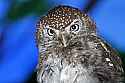 _MG_0025 pearl-spotted owlet.jpg