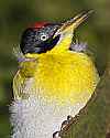 _MG_0184 black-headed woodpecker.jpg