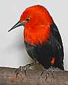 _MG_0245 scarlet-headed blackbird.jpg