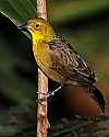 _MG_0298 female yellow-hooded blackbird.jpg