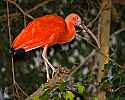 _MG_0343 scarlet ibis.jpg