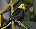 _MG_0364 yellow-hooded blackbird.jpg