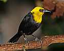 _MG_0369 yellow-hooded blackbird.jpg