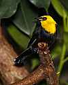 _MG_0375 yellow-hooded blackbird.jpg
