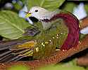 _MG_0469 Wompoo Fruit Dove.jpg