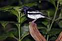 _MG_0574 oriental magpie robin, dhyal thrush.jpg