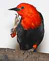 _MG_9795 scarlet-headed blackbird.jpg