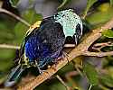 _MG_9802 blue-necked tanager.jpg