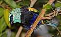 _MG_9813 blue-necked tanager.jpg