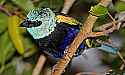 _MG_9815 blue-necked tanager.jpg