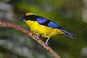 _MG_9836 blue-winged tanager.jpg
