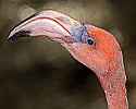 _MG_9875 chilean flamingo.jpg