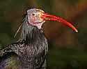 _MG_9890 waldrapp ibis.jpg