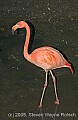 DSC_0014 pink flamingo.jpg