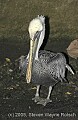 DSC_0016 brown pelican.jpg