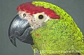 DSC_0022 thick-billed parrot.jpg