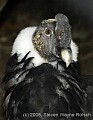 DSC_0083 male andean condor.jpg