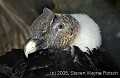 DSC_0092 male andean condor.jpg