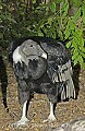 DSC_0099 female andean condor.jpg