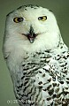DSC_0325 snowy owl.jpg
