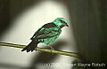 DSC_4352 Green and Gold Tanager.jpg