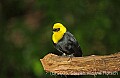 DSC_4430 Yellow-hooded Blackbird.jpg