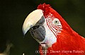 DSC_4436 Green-winged macaw.jpg