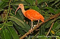 DSC_4445 Scarlet ibis.jpg