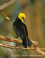 DSC_4456 yellow-hooded blackbird.jpg