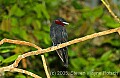 DSC_4465 Purple-throated Fruit Crow.jpg