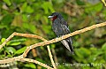 DSC_4468 Purple-throated Fruit Crow.jpg