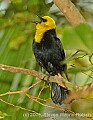 DSC_4485 yellow-headed blackbird.jpg